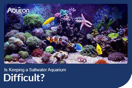 Is Keeping A Saltwater Aquarium Difficult?