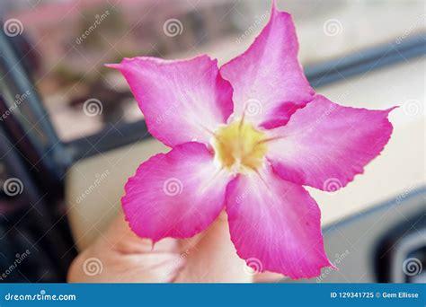 Pink Calachuchi Flower stock image. Image of fresh, feels - 129341725