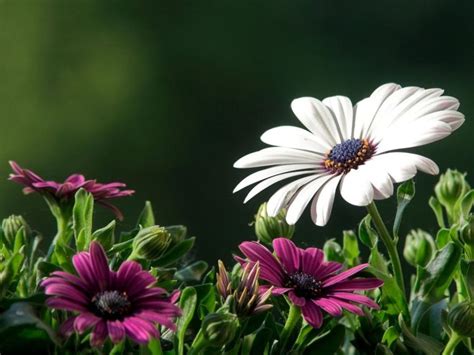 flowers, Nature, Plant, Beautiful, Green, Flower Wallpapers HD ...