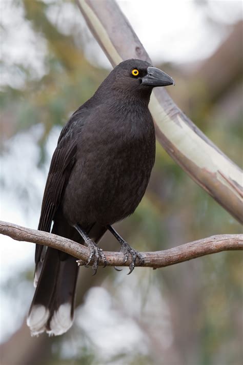 Black Currawong (Strepera fuliginosa) :: BirdWeather