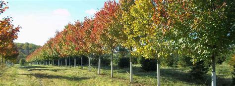 Everything You Need To Know About Dogwood Trees | My Decorative