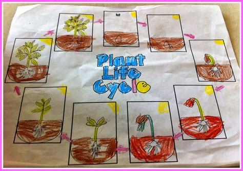 Herding Kats in Kindergarten: Plant Life Cycle Unit