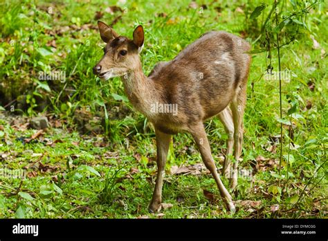 Rusa Stock Photos & Rusa Stock Images - Alamy