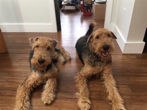 Obedience and Leash Training a Pair of Airedale Terriers in Los Angeles: Dog Gone Problems