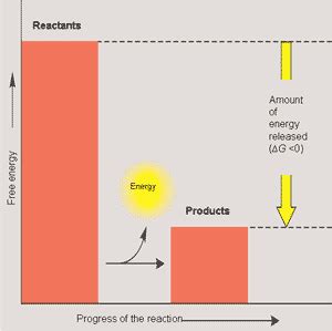 Quia - 9AP Chapter 8 - An Introduction to Metabolism (basic)