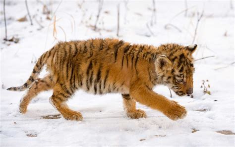 Snow Tiger Cub Wallpapers | HD Wallpapers | ID #7297