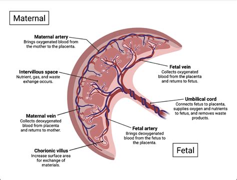 Human placental structure and function | Download Scientific Diagram