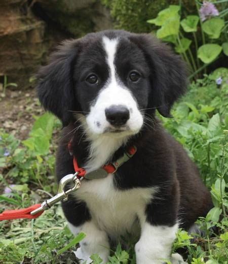 17+ best images about Springer spaniel border collie mix on Pinterest | Border collies, Spaniels ...