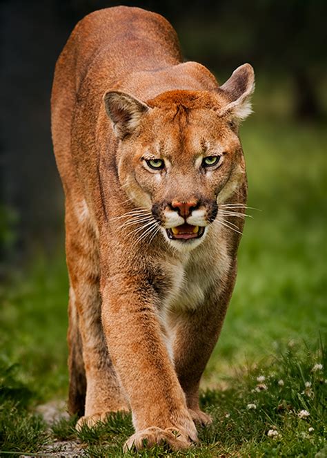 Nova Scotia Cougar – Paul Duann Photography