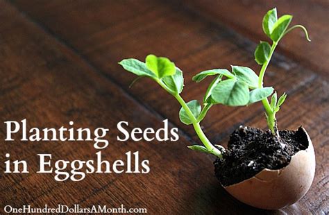 Gardening Projects for Kids - Planting Seeds in Eggshells - One Hundred Dollars a Month