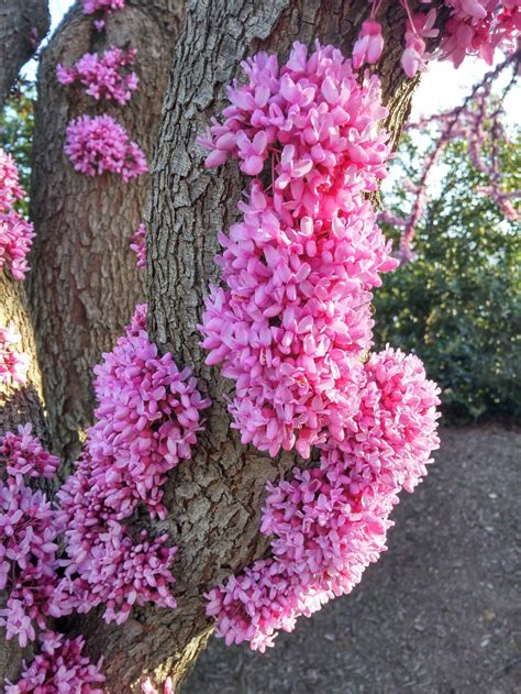 Redbud | Pink flowering trees, Unusual flowers, Exotic flowers