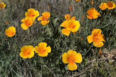 2024 Arizona Wildflowers in Spring: 24 Glorious Spots to See Them | Arizona Journey