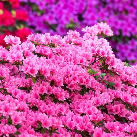 Azalea - planting, advice and care for this spring bloom-studded shrub