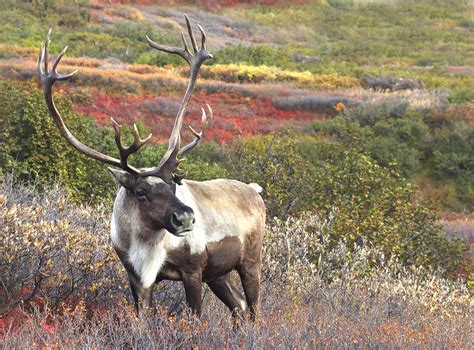 The North American reindeer / caribou | Info here