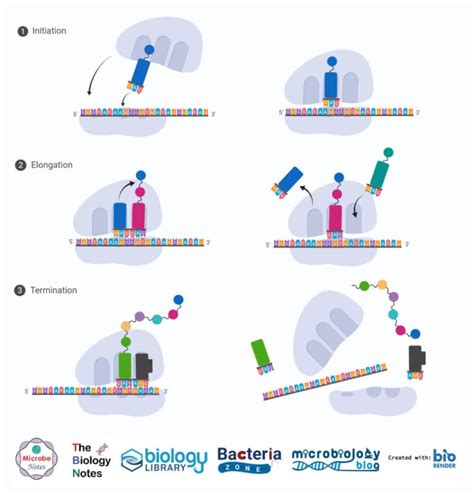 Protein Synthesis (Translation)- Definition, Enzymes, Steps, Inhibitors