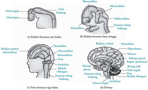 Fungsi Otak Manusia : Struktur Anatomi Bagian