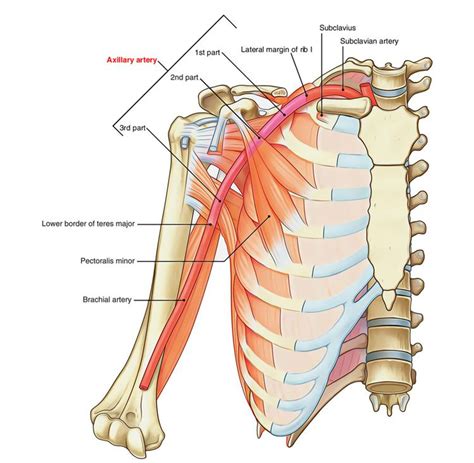 Axillary artery ~ Everything You Need to Know with Photos | Videos