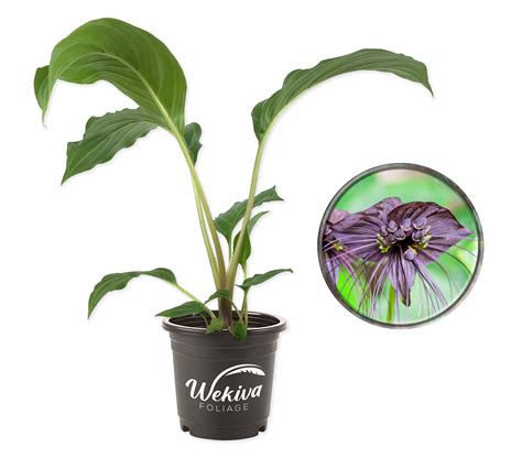 Black Bat Flower - Live Plant in a 4 Inch Pot - Not in Bloom When Ship ...