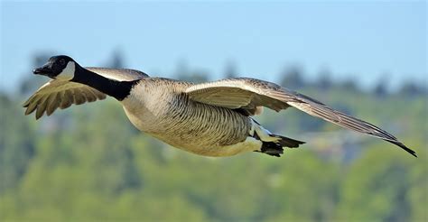 File:Canada goose flight cropped and NR.jpg - Wikipedia, the free ...