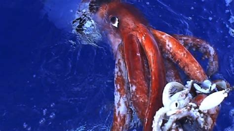 Rare Footage Of Giant Squid Filmed By Russian Fishermen • Lazer Horse