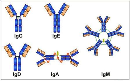 Multiple Sclerosis Research: Nabs is it Nads