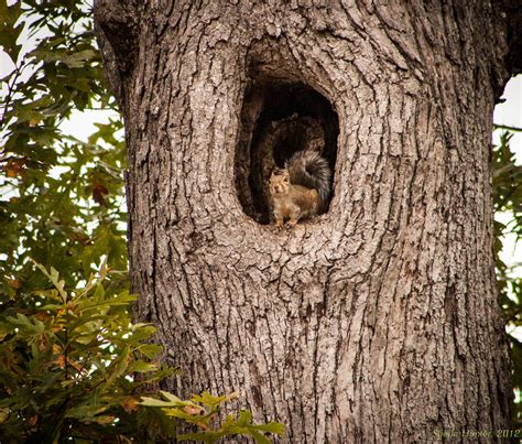 Squirrel in tree, Unique trees, Tree hole