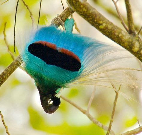 Blue bird-of-paradise, Paradisaea rudolphi | Oiseaux