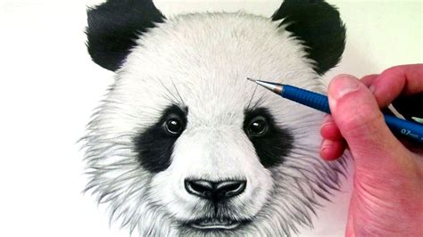 Realistic Panda Drawing at GetDrawings | Free download