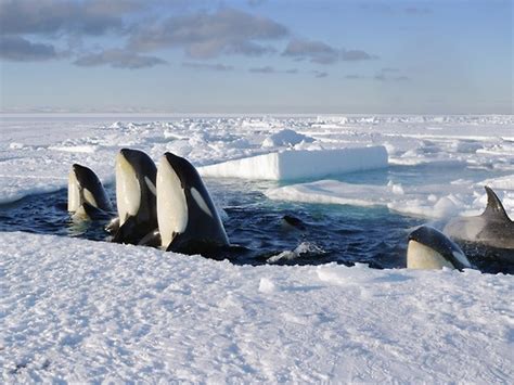 Antarctic killer whales | BLUE Planet | Pinterest