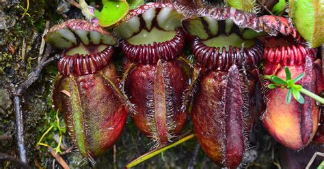 The icky, sticky and quite tricky world of predatory plants - Curious