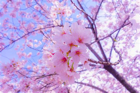 Wallpaper Sakura, Bunga, Bloom, Spring, Pink HD: Lebar: Definisi Tinggi: Layar Penuh