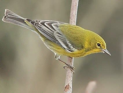 Pine Warbler, Identification, All About Birds - Cornell Lab of Ornithology