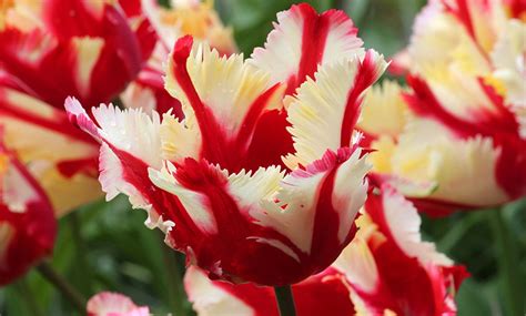 Holland's Best Tulip Bulbs | Groupon Goods