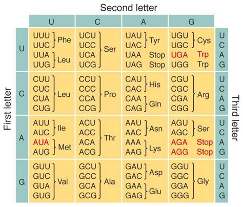 Codon | Anticodon Introduction, Chart & Examples