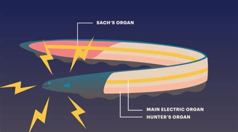 Electric Eel Diagram