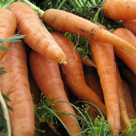 Carrot Organic Seeds Heirloom Open Pollinated Non GMO - Etsy