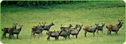 Kerala Wildlife, Wildlife in Kerala, Wildlife Sanctuaries in Kerala