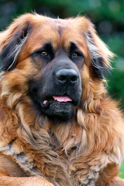 Leonberger Ole II | Dog breeds, Leonberger dog, Dogs