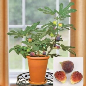 How To Take Care Of Indoor Fig Tree | GARDENS NURSERY