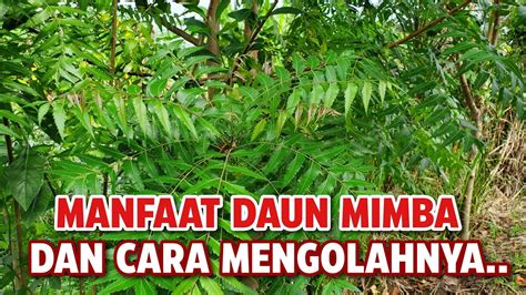 MANFAAT DAUN MIMBA DAN CARA MENGOLAHNYA | Azadirachta indica | Pohon ...