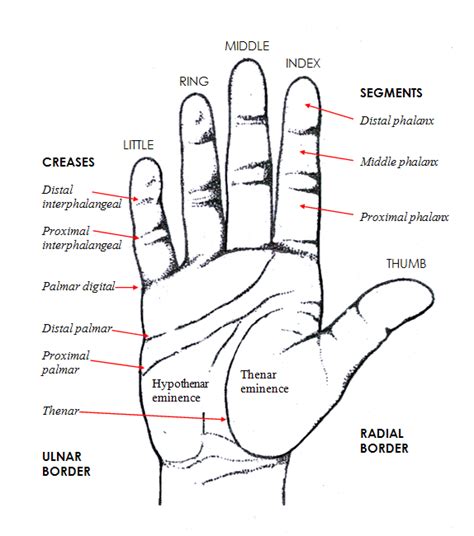 Sydney Hand Surgery » Hand Anatomy