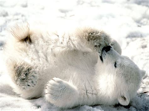 polar bear cubs in the snow ~ unique animal wallpapers