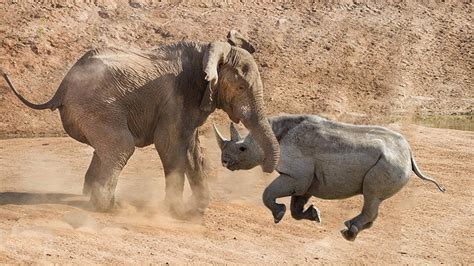 Amazing Elephant Vs Rhino | Chase The Opponent Out Of His Territory ...