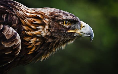 Eastern Imperial Eagle, Nature, Animals, Birds, Eagle Wallpapers HD ...