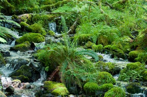 Olympic-Day 4 | Hoh River Valley Hike (the others are out ra… | Flickr