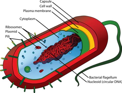 🌱 Three different types of cells. Types of Bone Cells. 2022-10-20