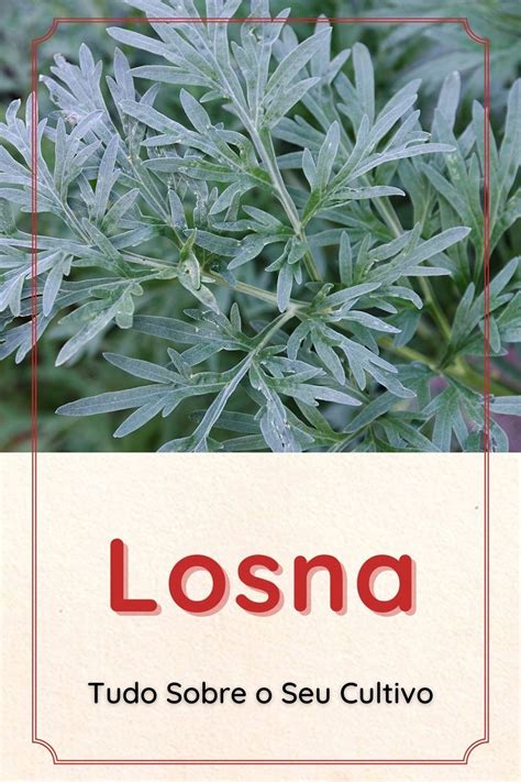 Losna: Um Guia Completo Sobre Essa Planta | Ervas medicinais, Losna ...