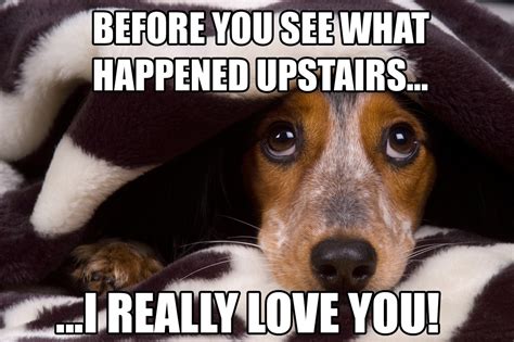 23 funny beagle memes that will make you laugh non-stop