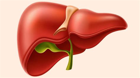 Hepatomegaly: Causes, Symptoms, Diagnosis And Treatment | OnlyMyHealth