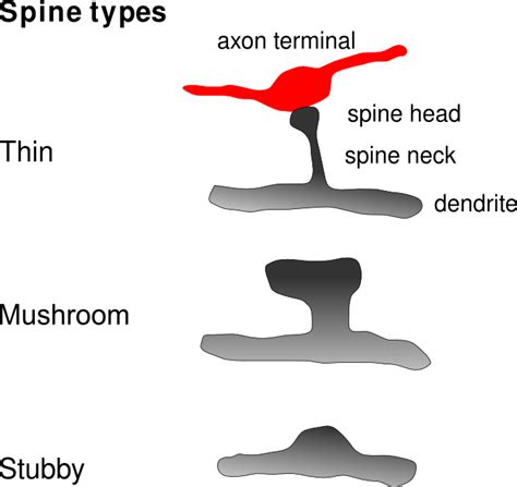 Dendritic Spines and Memory | Medical Science Navigator